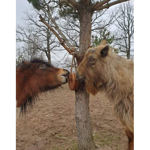 Wildlutscher Leckstein fr Pferde und Ponys Getrocknete Karotten 1,6 kg